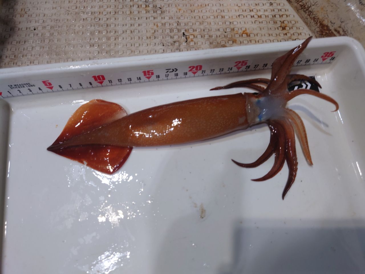 スルメイカ
