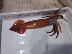スルメイカの釣果