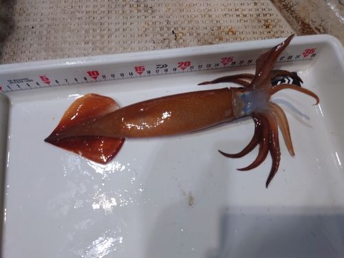 スルメイカの釣果