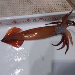 スルメイカ