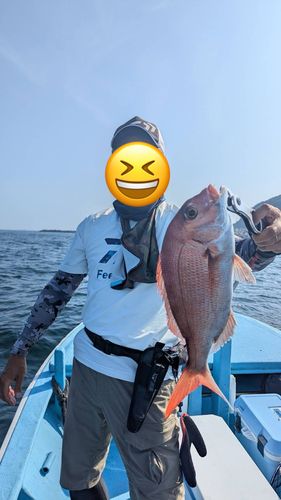 マダイの釣果