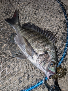 クロダイの釣果