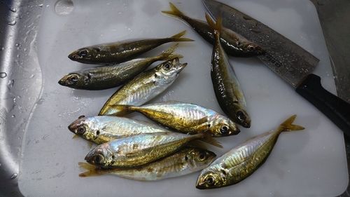 アジの釣果