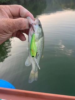ブラックバスの釣果