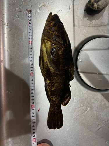 タケノコメバルの釣果