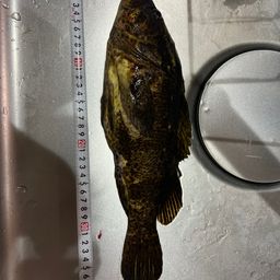 タケノコメバル