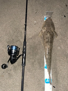 マゴチの釣果