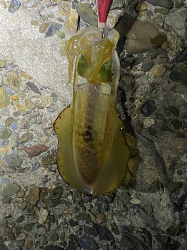 アオリイカの釣果