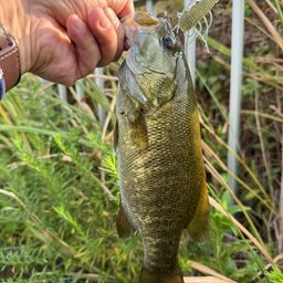 スモールマウスバス