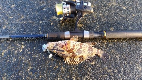 タケノコメバルの釣果