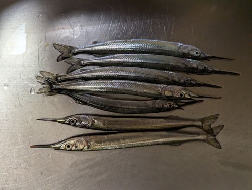 サヨリの釣果