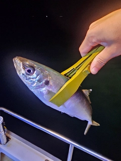 マルアジの釣果