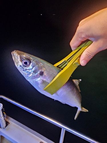マルアジの釣果