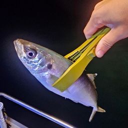 マルアジ