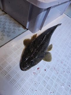 マゴチの釣果