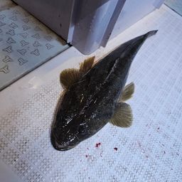 マゴチ