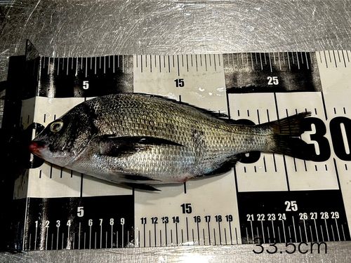 チヌの釣果