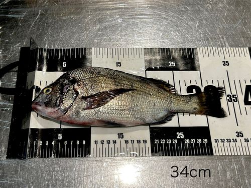 チヌの釣果