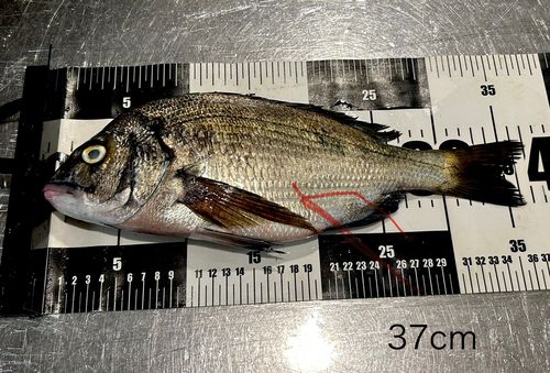 チヌの釣果