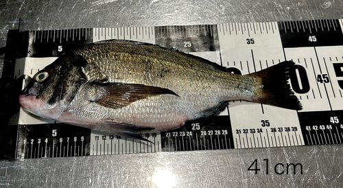 チヌの釣果