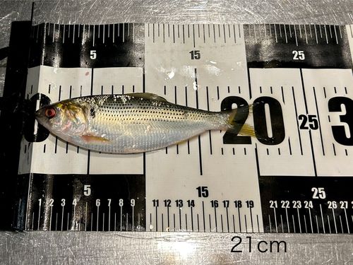 コノシロの釣果