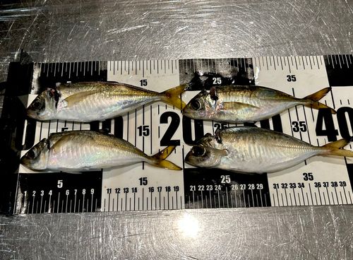 マアジの釣果