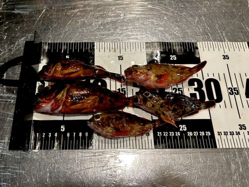 カサゴの釣果