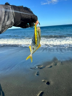 シオの釣果