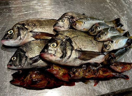 チヌの釣果