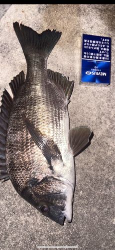 チヌの釣果