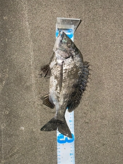 チヌの釣果