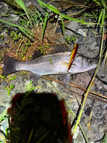セイゴ（ヒラスズキ）の釣果