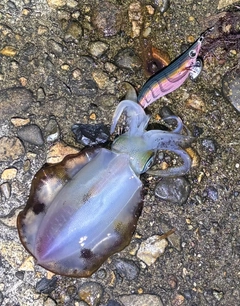 アオリイカの釣果