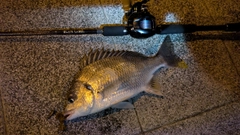 キビレの釣果