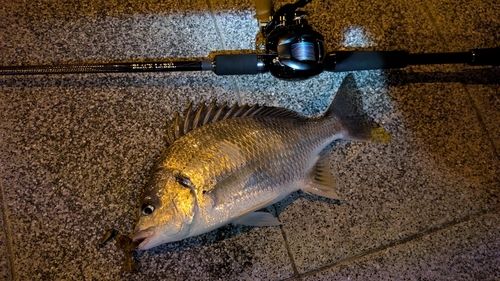 キビレの釣果