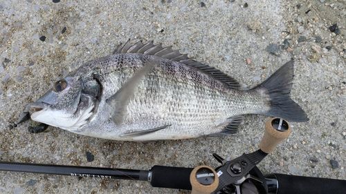 チヌの釣果