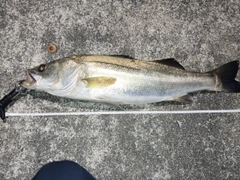 スズキの釣果