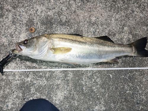 スズキの釣果
