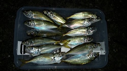 アジの釣果