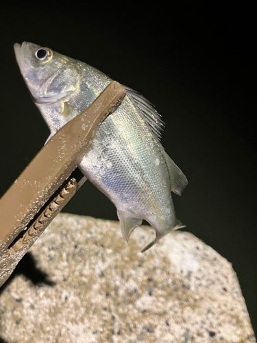 セイゴ（タイリクスズキ）の釣果