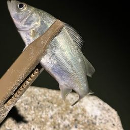 セイゴ（タイリクスズキ）