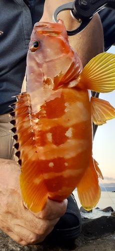 アカハタの釣果