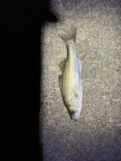 セイゴ（マルスズキ）の釣果