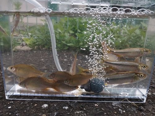 多々良川河口