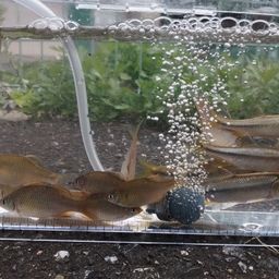 アブラボテ