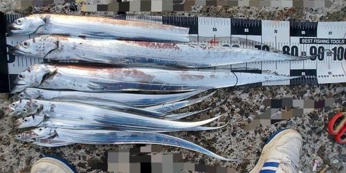 タチウオの釣果