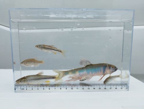 オイカワの釣果