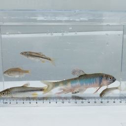 オイカワ
