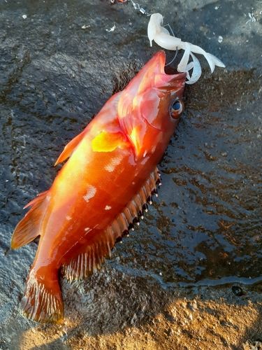アカハタの釣果