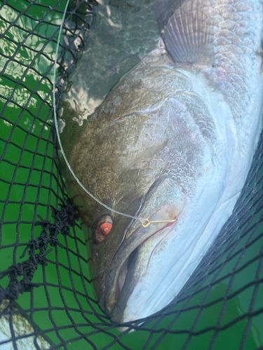 アカメの釣果
